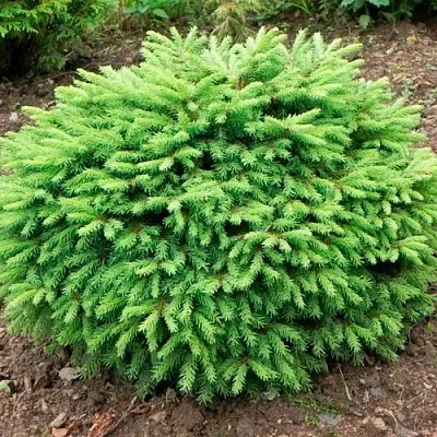 Ель НИДИФОРМИС обыкновенная в Краснодаре