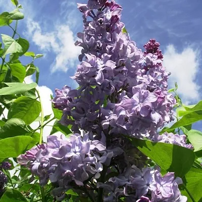 Сирень КРЫЛЬЯ НАДЕЖДЫ  Сирень КРЫЛЬЯ НАДЕЖДЫ в Краснодаре