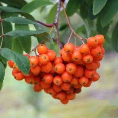 Рябина ВЕФЕД сладкоплодная в Краснодаре