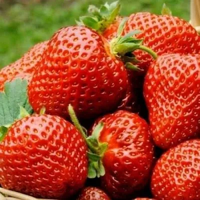 Клубника ФЛОРЕНС  Клубника ФЛОРЕНС в Краснодаре