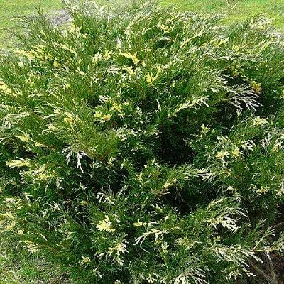 Можжевельник АНДОРА ВАРИЕГАТА горизонтальный  Можжевельник АНДОРА ВАРИЕГАТА горизонтальный в Краснодаре