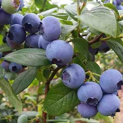 Голубика ХАРРИСОН  Голубика ХАРРИСОН в Краснодаре