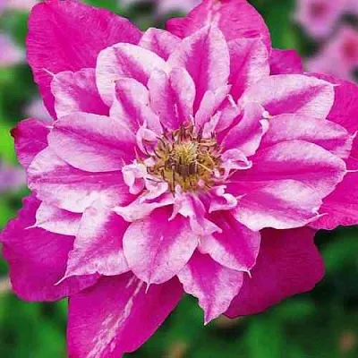 Клематис МАЙ ДАРЛИНГ   Клематис МАЙ ДАРЛИНГ  в Краснодаре