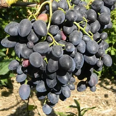 Виноград НАДЕЖДА АЗОС  Виноград НАДЕЖДА АЗОС в Краснодаре