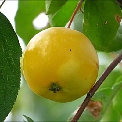 Яблоня КИТАЙКА ЖЁЛТАЯ колонновидная  Яблоня КИТАЙКА ЖЁЛТАЯ колонновидная в Краснодаре