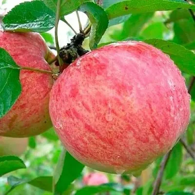 Яблоня КОРИЧНОЕ ПОЛОСАТОЕ  Яблоня КОРИЧНОЕ ПОЛОСАТОЕ в Краснодаре