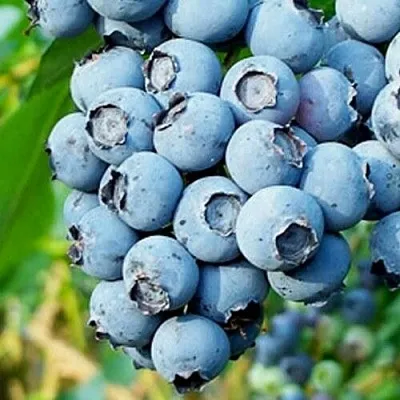 Голубика БРИГИТТА БЛЮ  Голубика БРИГИТТА БЛЮ в Краснодаре