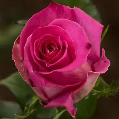 Саженцы роз ТОПАЗ чайно-гибридная в Краснодаре