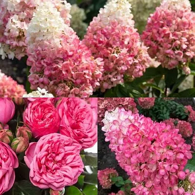 Комплект МАЛИНОВЫЙ ДЕСЕРТ в Краснодаре