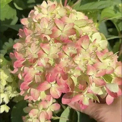 Гортензия ЛИТТЛ ЛАВ метельчатая  Гортензия ЛИТТЛ ЛАВ метельчатая в Краснодаре