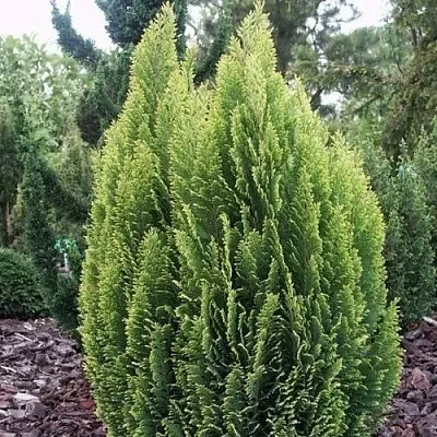 Кипарисовик ЭЛВУДИ ЭМПАЙР лавсана  Кипарисовик ЭЛВУДИ ЭМПАЙР лавсана в Краснодаре