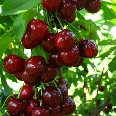 Вишня ВОСТОРГ колонновидная  Вишня ВОСТОРГ колонновидная в Краснодаре