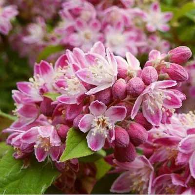 Дейция СТРОБЕРРИ ФИЛДС   Дейция СТРОБЕРРИ ФИЛДС  в Краснодаре