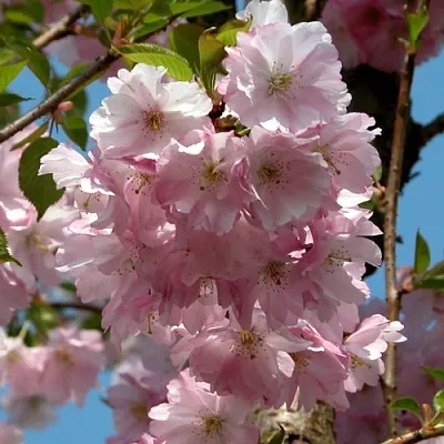 Вишня АККОЛЕЙД цветущая  Вишня АККОЛЕЙД цветущая в Краснодаре