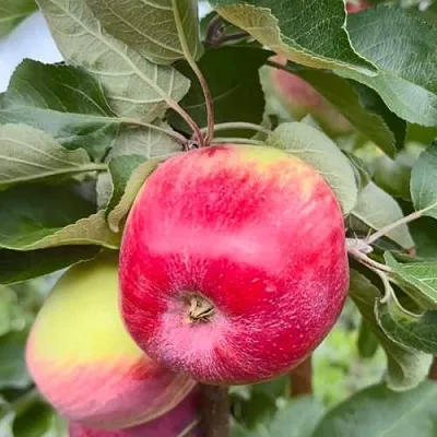 Яблоня АРБАТ колонновидная  Яблоня АРБАТ колонновидная в Краснодаре