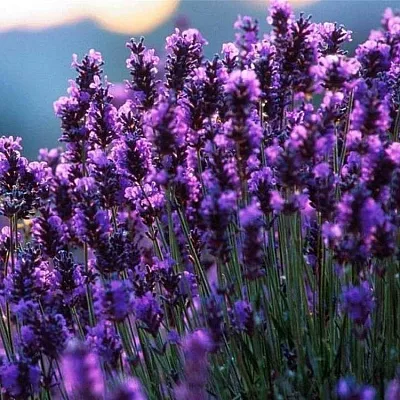 Лаванда в Краснодаре