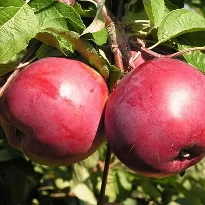 Яблоня ДАРУНАК в Краснодаре