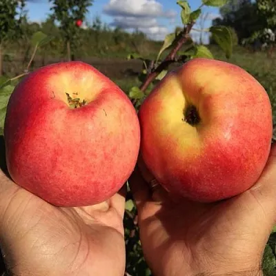 Яблоня КОВРОВОЕ стелющаяся  Яблоня КОВРОВОЕ стелющаяся в Краснодаре