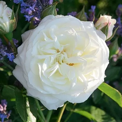 Саженцы роз АЛАБАСТЕР флорибунда  Саженцы роз АЛАБАСТЕР флорибунда в Краснодаре