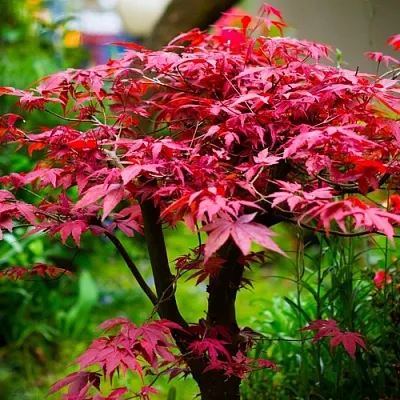 Клен дланевидный АТРОПУРПУРЕУМ  Клен дланевидный АТРОПУРПУРЕУМ в Краснодаре