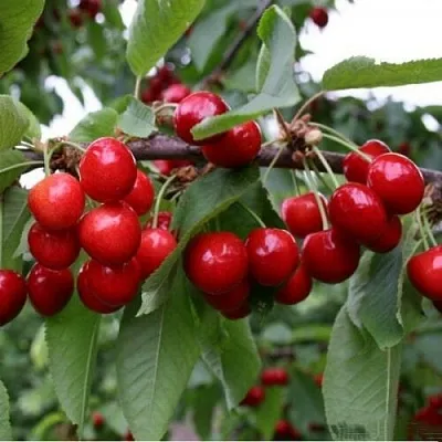 Черешня ДОНЕЦКАЯ КРАСАВИЦА в Краснодаре