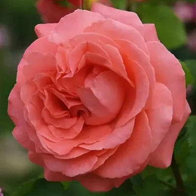 Саженцы роз ДИДИ БРИДЖУОТЕР плетистая  Саженцы роз ДИДИ БРИДЖУОТЕР плетистая в Краснодаре