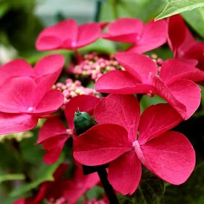 Гортензия РОТШВАНЦ крупнолистная  Гортензия РОТШВАНЦ крупнолистная в Краснодаре