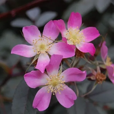 Саженцы роз сизая в Краснодаре