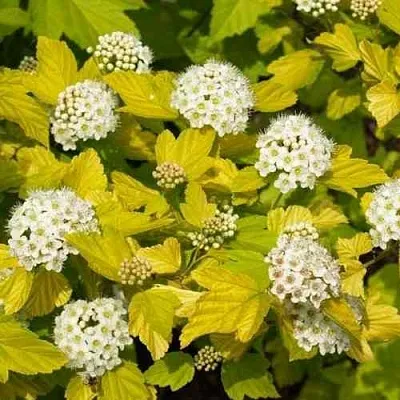 Пузыреплодник ДАРТС ГОЛД  Пузыреплодник ДАРТС ГОЛД в Краснодаре