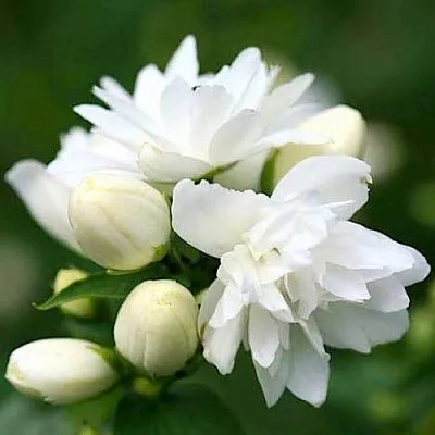 Жасмин ШНЕЕШТРУМ  Жасмин ШНЕЕШТРУМ в Краснодаре