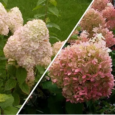 Комплект НЕЖНЫЕ ЧУВСТВА в Краснодаре