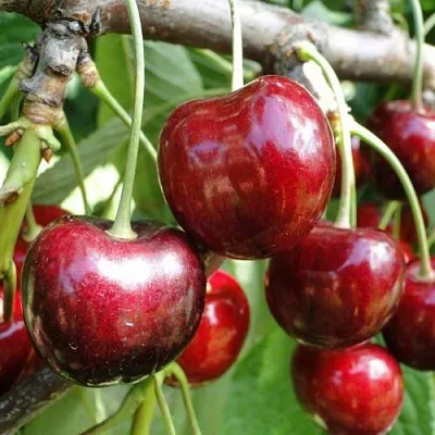 Черешня САШЕНЬКА в Краснодаре