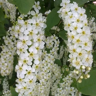 Черемуха САМОПЛОДНАЯ  Черемуха САМОПЛОДНАЯ в Краснодаре