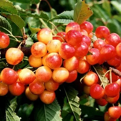 Черешня БЮТТНЕРА КРАСНАЯ в Краснодаре