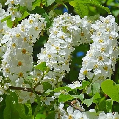 Черемуха ЧАЙКА  Черемуха ЧАЙКА в Краснодаре