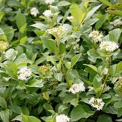 Дерен ФЛАВИРАМЕА отпрысковый   Дерен ФЛАВИРАМЕА отпрысковый  в Краснодаре