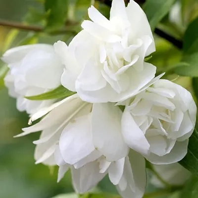 Жасмин МАНТО Д’ЭРМИН  Жасмин МАНТО Д’ЭРМИН в Краснодаре