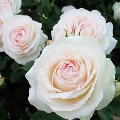 Саженцы роз ПАЛЕ РОЯЛЬ плетистая  Саженцы роз ПАЛЕ РОЯЛЬ плетистая в Краснодаре