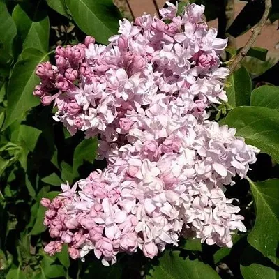 Сирень МИЛОСЕРДИЕ  Сирень МИЛОСЕРДИЕ в Краснодаре