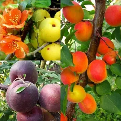 Комплект САД ДЛЯ ГУРМАНА в Краснодаре