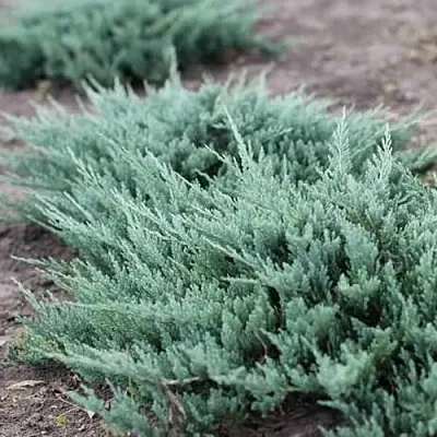 Можжевельник БЛЮ ЧИП горизонтальный  Можжевельник БЛЮ ЧИП горизонтальный в Краснодаре