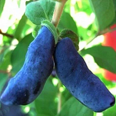 Жимолость съедобная БАКЧАРСКИЙ ВЕЛИКАН  Жимолость съедобная БАКЧАРСКИЙ ВЕЛИКАН в Краснодаре