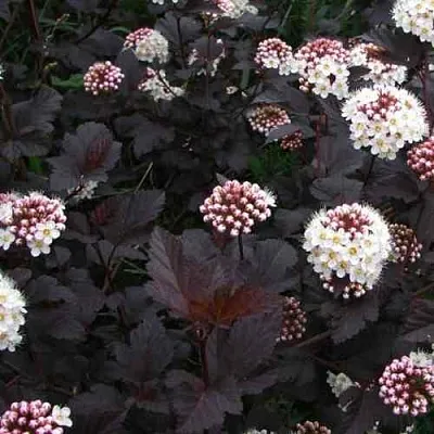 Пузыреплодник ДИАБЛО  Пузыреплодник ДИАБЛО в Краснодаре