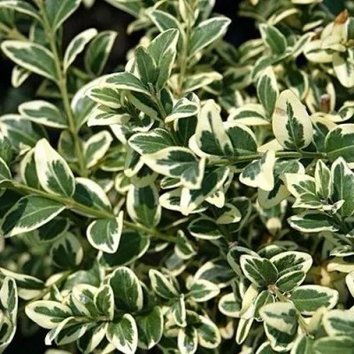 Бирючина ВАРИЕГАТУМ овальнолистная — описание сорта Бирючина ВАРИЕГАТУМ овальнолистная в Краснодаре