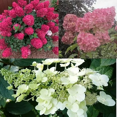 Комплект САД ЭМОЦИЙ в Краснодаре