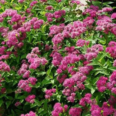 Спирея КРИСПА японская  Спирея КРИСПА японская в Краснодаре