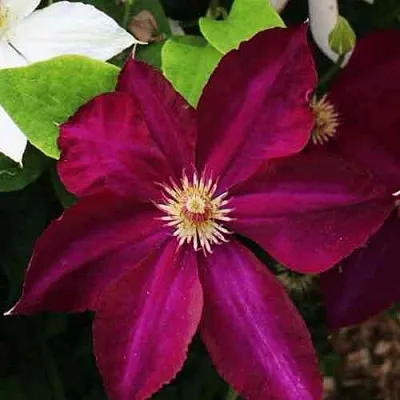 Клематис МАЗОВШЕ  Клематис МАЗОВШЕ в Краснодаре