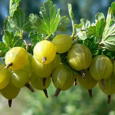 Крыжовник ХИННОНМАЙНЕН КЕЛЬТАЙНЕН в Краснодаре