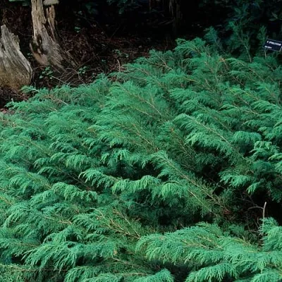 Микробиота  Микробиота в Краснодаре