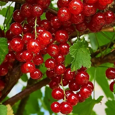 Смородина красная НАТАЛИ  Смородина красная НАТАЛИ в Краснодаре